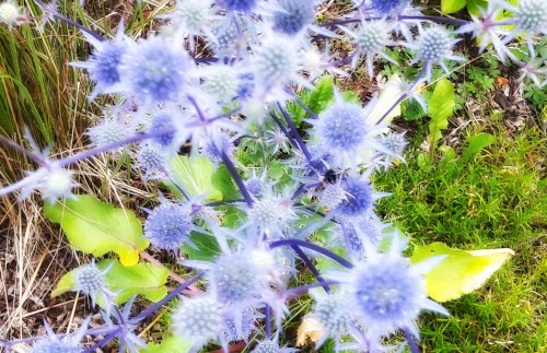 Lila Distel mit Hummel